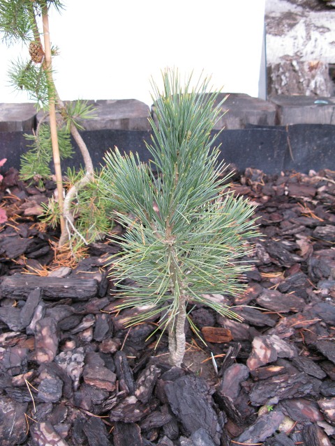  - Pinus albicaulis No 3 longaeva54